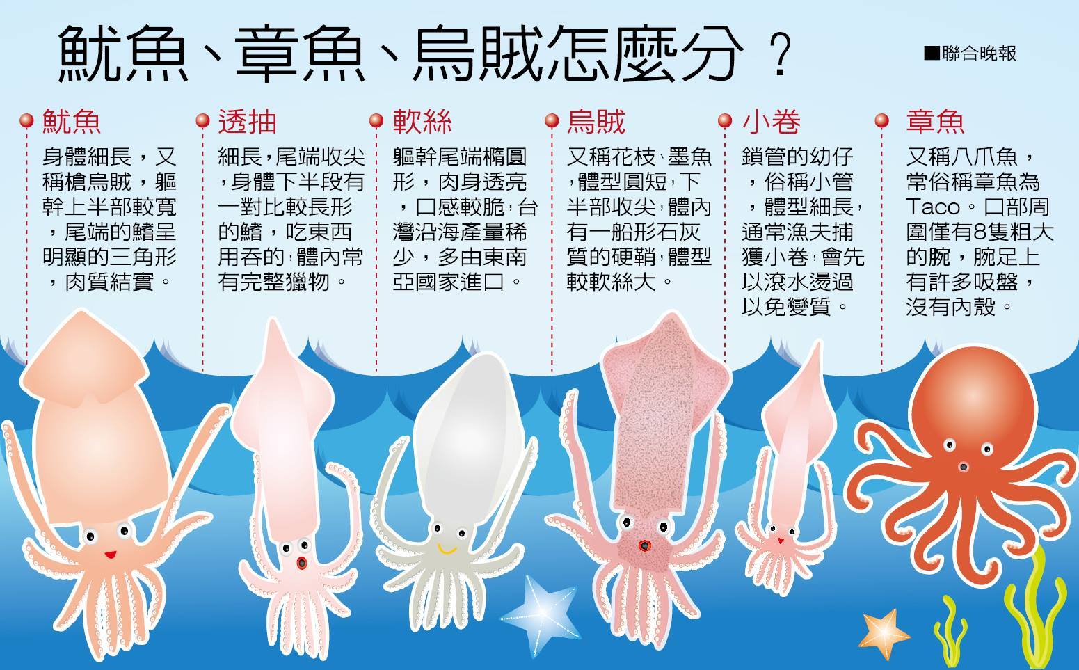 魷魚章魚烏賊透抽軟絲小卷怎麼分.jpg