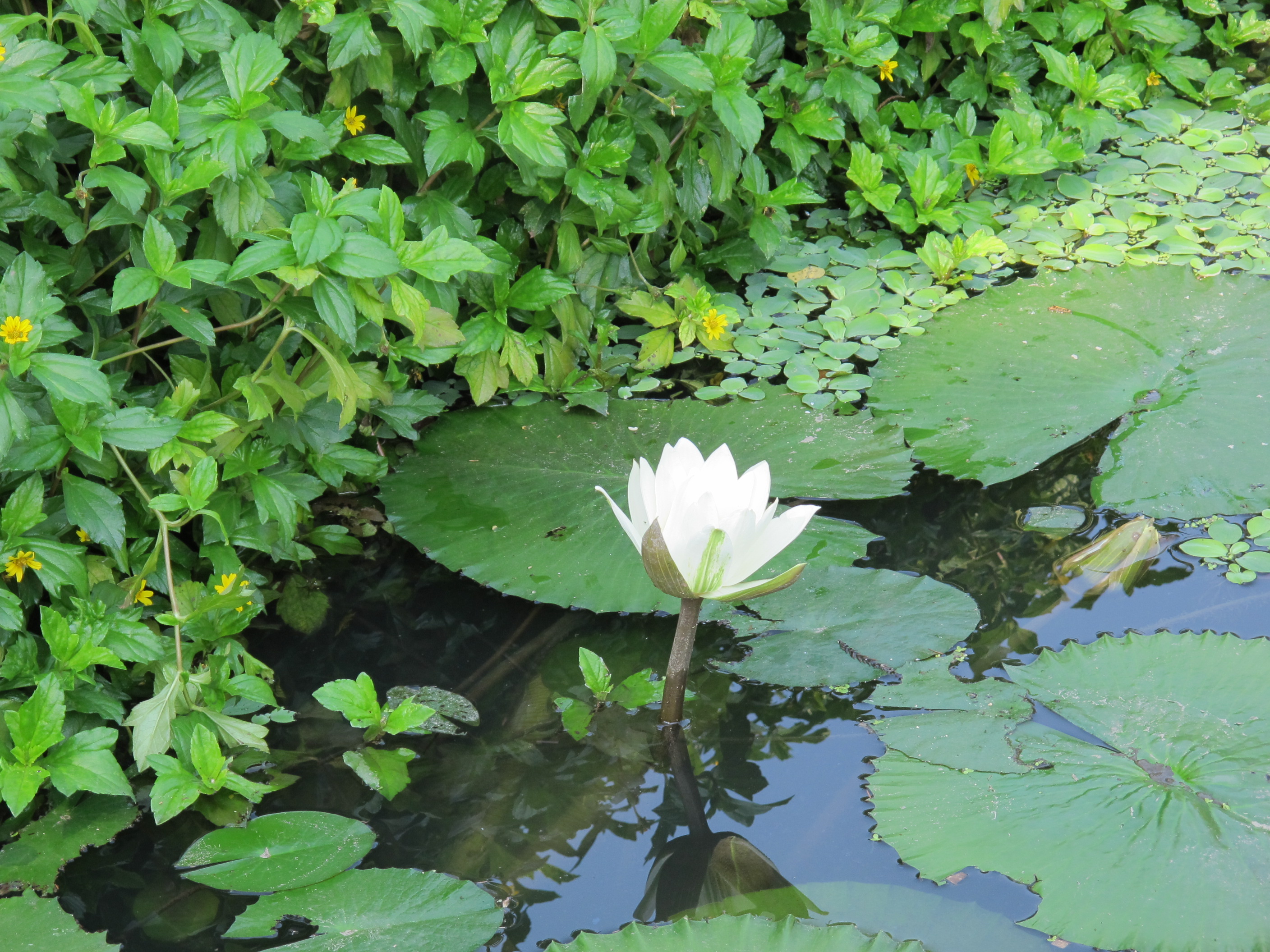 台南巴克禮公園.JPG