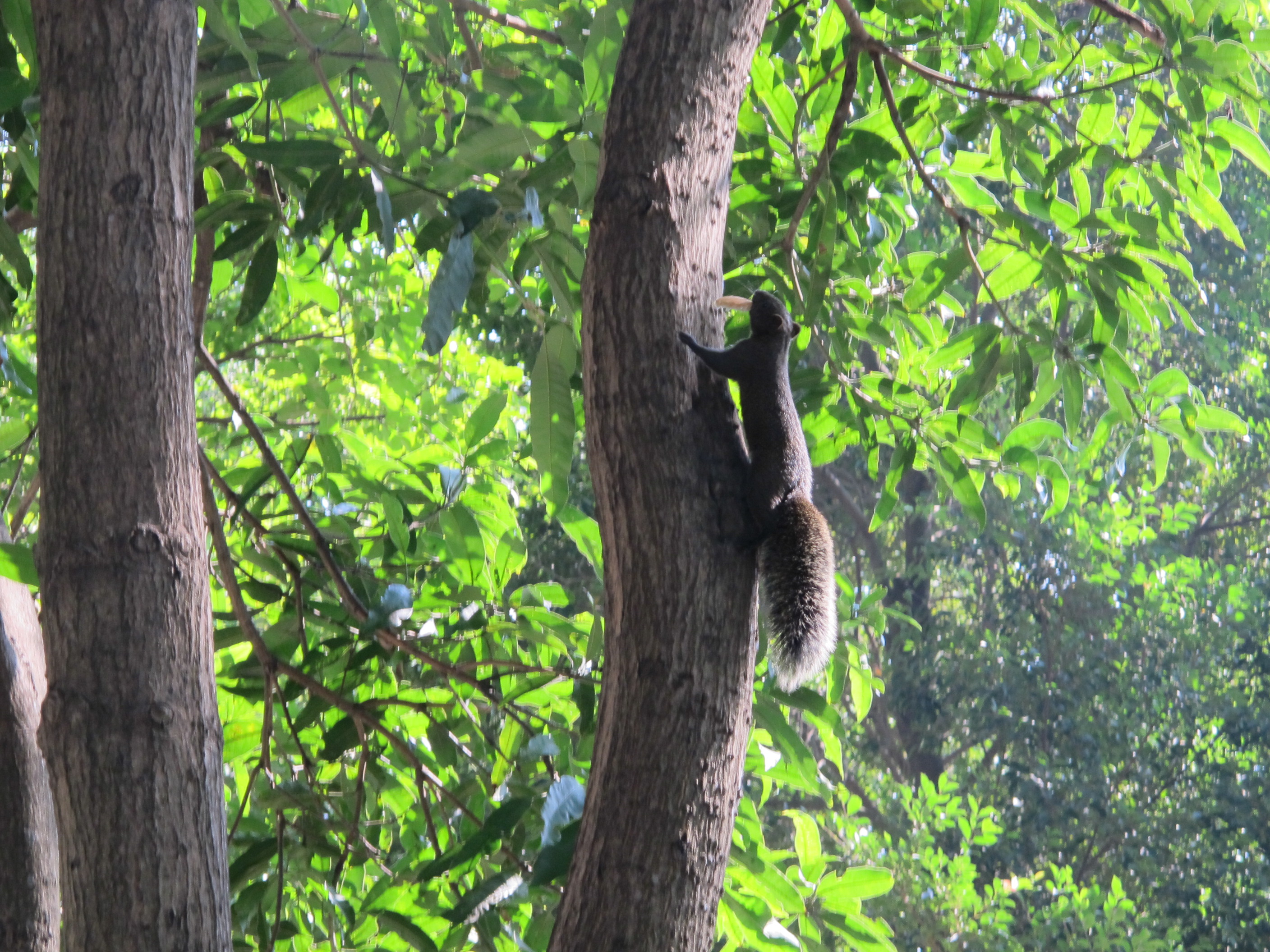 台南巴克禮公園7.JPG